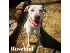 Adopt Rosebud a Pointer, Labrador Retriever