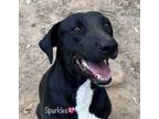 Adopt Sparkles a Labrador Retriever, Pit Bull Terrier