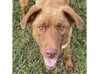 Adopt Hazel a Chocolate Labrador Retriever, Hound