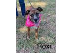 Adopt Roxie a Boxer