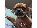 Adopt Sheila a Pug