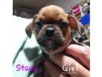 Adopt Stacey a Pug