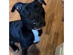 Adopt Fendii a American Staffordshire Terrier, Boxer