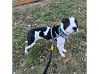 Adopt Dot Lemon a American Staffordshire Terrier