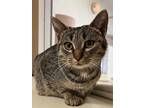 Adopt Nickel a Domestic Short Hair