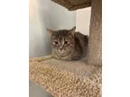 Adopt Pawtunia a Domestic Short Hair