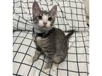 Adopt Fable a Domestic Short Hair, Siamese