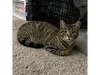 Adopt Furgie a Domestic Short Hair