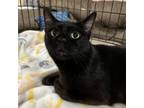 Adopt Bonnie a Domestic Short Hair