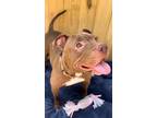 Adopt Theresa a Pit Bull Terrier