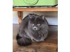 Adopt Simba a Domestic Long Hair