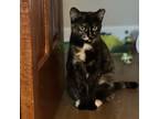 Adopt Polly Pocket a Domestic Short Hair