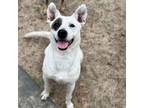 Adopt Sylvia a Border Collie, Mixed Breed