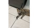 Adopt Ginger a Domestic Short Hair