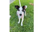 Adopt Milli Moon a Whippet, Mixed Breed