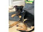 Adopt Page a Shepherd, Manchester Terrier