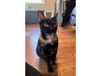 Adopt Gypse a Domestic Short Hair