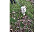 Adopt Juno a Samoyed, German Shepherd Dog
