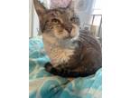 Adopt Violet a Domestic Short Hair