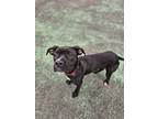 Adopt Darling a Mastiff, Boxer