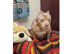 Adopt Jay lo a Pit Bull Terrier