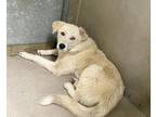 Adopt ROSE a Siberian Husky, Labrador Retriever