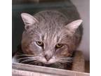 Adopt CINDER a Domestic Short Hair