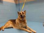 Adopt A532858 a German Shepherd Dog