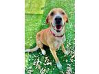Adopt GROOT a Black Mouth Cur, Mixed Breed