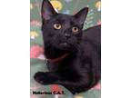 Adopt NOTORIOUS C.A.T. a American Shorthair