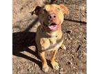 Adopt GIL a American Staffordshire Terrier, Mixed Breed