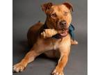 Adopt GIL a American Staffordshire Terrier, Mixed Breed