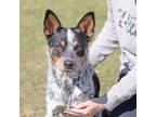 Adopt Chip a Australian Cattle Dog / Blue Heeler