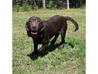 Adopt Copper a Basset Hound, Chocolate Labrador Retriever