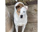 Adopt Ghost a Australian Cattle Dog / Blue Heeler