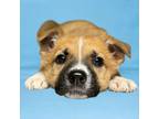 Adopt Baker a Pit Bull Terrier