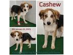 Adopt Cashew a Australian Shepherd, Mixed Breed