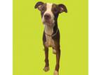 Adopt Murray a Pit Bull Terrier