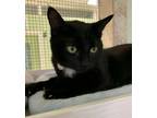 Adopt Gary a Domestic Short Hair