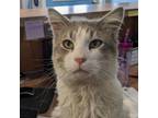 Adopt Milo a Domestic Medium Hair