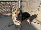 Adopt OAKLEY a German Shepherd Dog