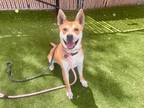 Adopt DON JOHNSON a Shiba Inu, Mixed Breed