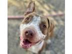 Adopt JETT a Pit Bull Terrier