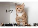 Adopt Diego a Domestic Short Hair