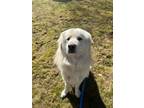 Adopt 36608-Apollo- 4 Years Old - In Foster Care a Great Pyrenees