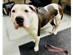 Adopt TEDDY a Pit Bull Terrier