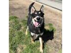 Adopt BLITZ a German Shepherd Dog, Siberian Husky