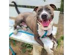 Adopt IVERSON a Pit Bull Terrier