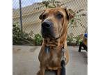 Adopt Tate a Shar-Pei