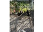 Adopt A115938 a Chicken
